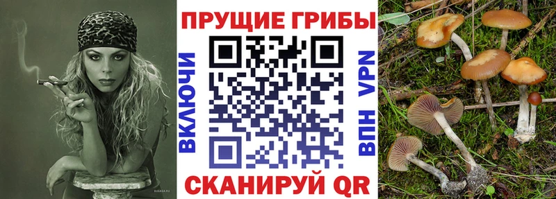блэк спрут зеркало  Свободный  Псилоцибиновые грибы Cubensis 