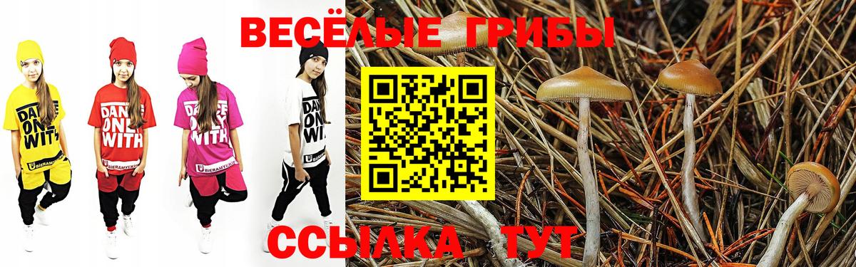 Галлюциногенные грибы Psilocybe Свободный